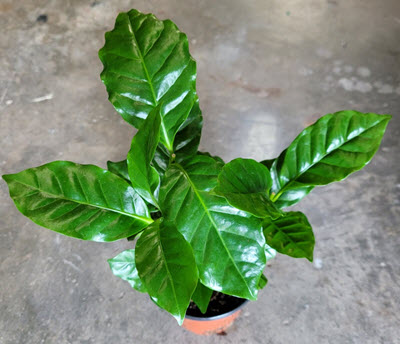 Coffee Plant